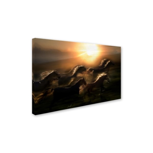 Milan Malovrh 'Morning Gallop' Canvas Art,16x24